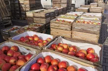 jabłka w skrzynkach