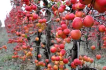 jabłka przemysłowe