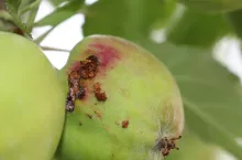 owocowka jabłkóweczka