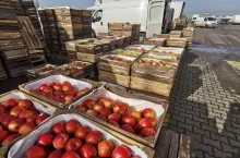 jabłka w skrzynkach