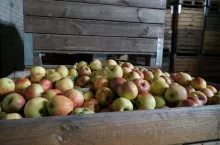 jabłka przemysłowe