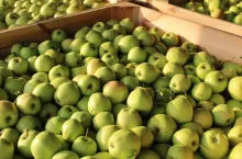 zapasy jabłek w Belgii