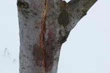 uszkodzenia w sadach, popękana kora