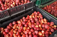 truskawki do przetwórstwa