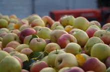 jabłka przemysłowe