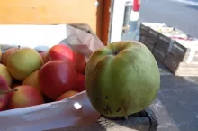 przemarzniete jabłka