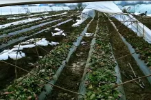 zniszczone tunele z truskawkami