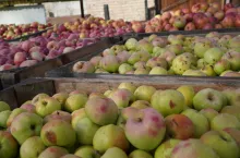 ceny jabłek przemysłowych