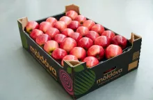 moldova fruct marka jabłek