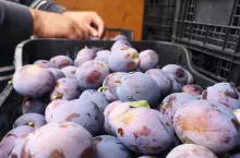 bezcłowy handel z ue