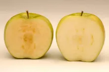 arctic apple