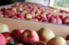 polskie jabłka ceny