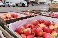 bronisze ceny jabłek