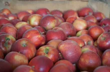 ceny jabłek deserowych