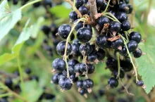 czarne porzeczki uprawa