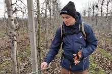 cięcie zimowe jabłoni u macieja cybulaka