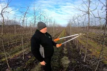 ciecie jabłoni u Szymona Czuja