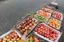 jablka deserowe na broniszach