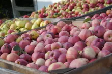 jabłka przemysłowe