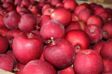 jabłka deserowe