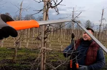 ciecie jabłoni z karolem pajewskim