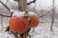 sadownicze podsumowanie roku