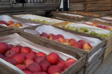 bronisze ceny jabłek