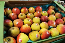 boskoop przed swiatami