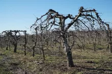 ciągnik przygniótł traktorzyste