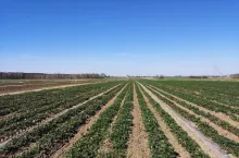 ukraina sprzedaje ziemie