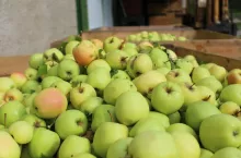 jabłka przemysłowe