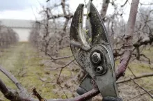 cięcie zimowe jabłoni