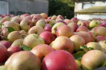 jabłka przemysłowe