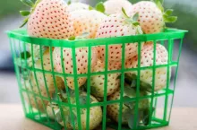 biała odmiana truskawki