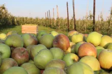 sadownictwo w mołdawii