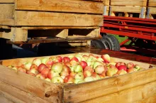 jabłka przemysłowe