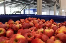 jabłka deserowe w chłodniach