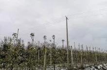 słup elektryczny w sadzie