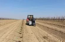 jakie odmiany jabłoni sadzić