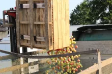 koncentrat jabłkowy