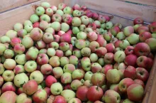 ceny jabłek przemysłowych