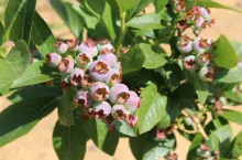 plantacje na Ukrainie