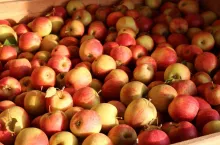 ceny jabłek w grupach producenckich