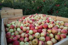 jabłka drugiej klasy