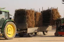 materiał szkółkarski