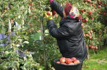 gospodarstwo sadownicze