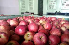 ceny jabłek deserowych