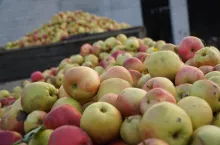 jabłka przemysłowe