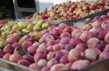 cny jabłek przemysłowych