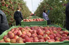 ceny jabłek deserowych